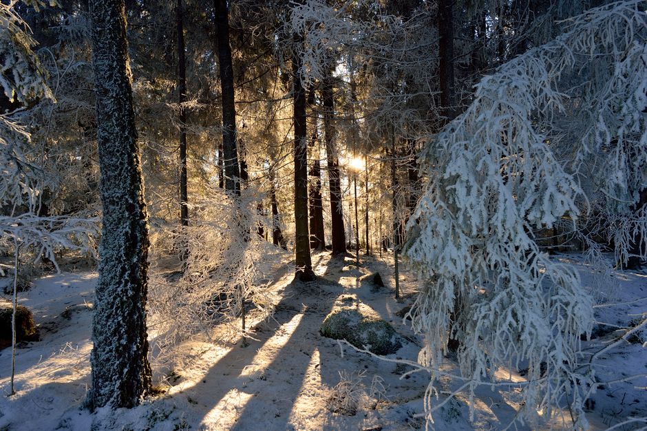 A serene winter forest with sunlight streaming through frosty trees, casting long shadows on the snowy ground.