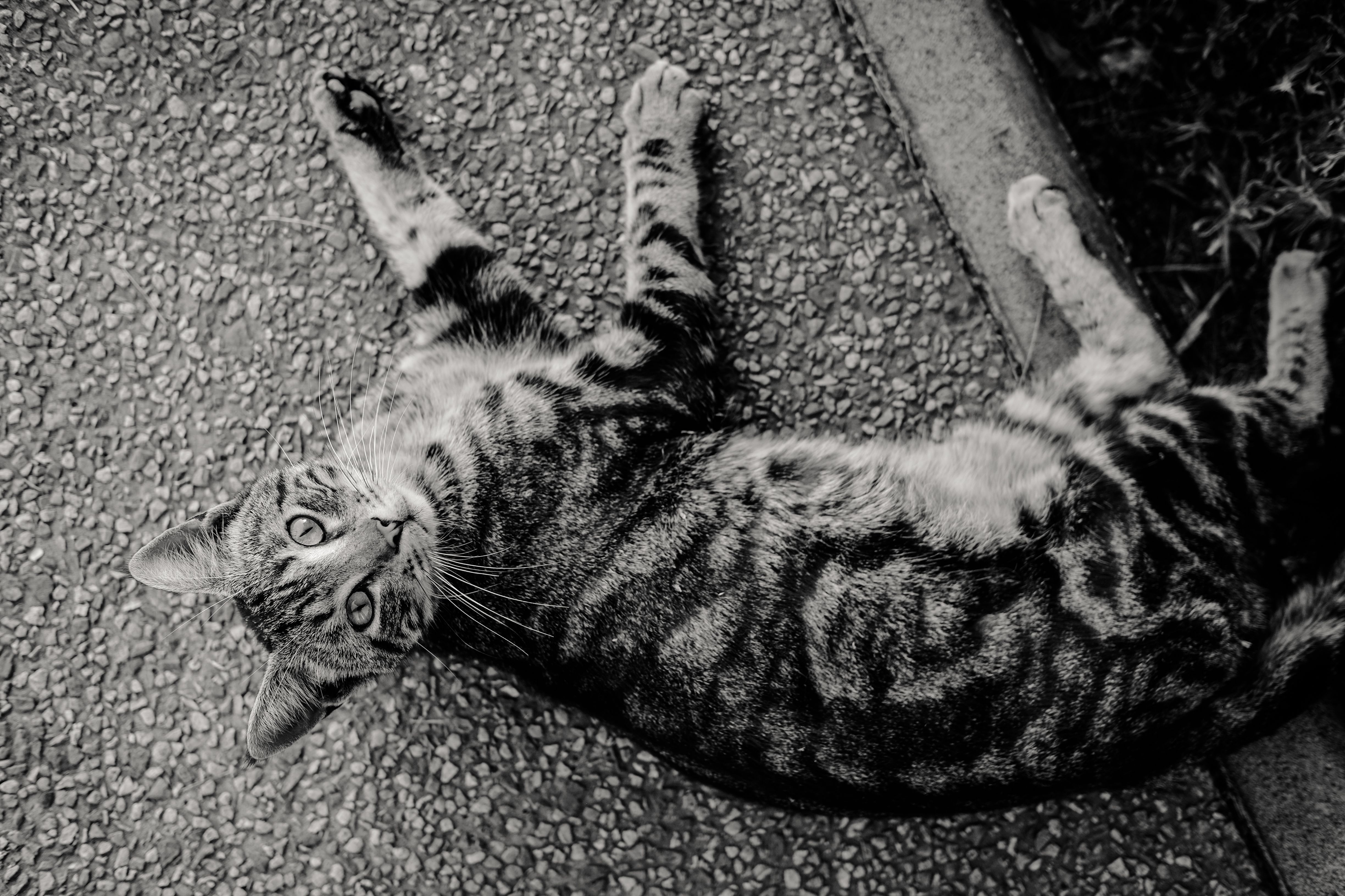 Portrait of a cat at a veterinary clinic