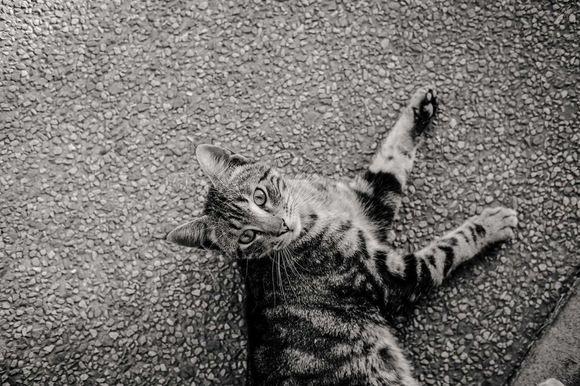 Larry the Chief Mouser