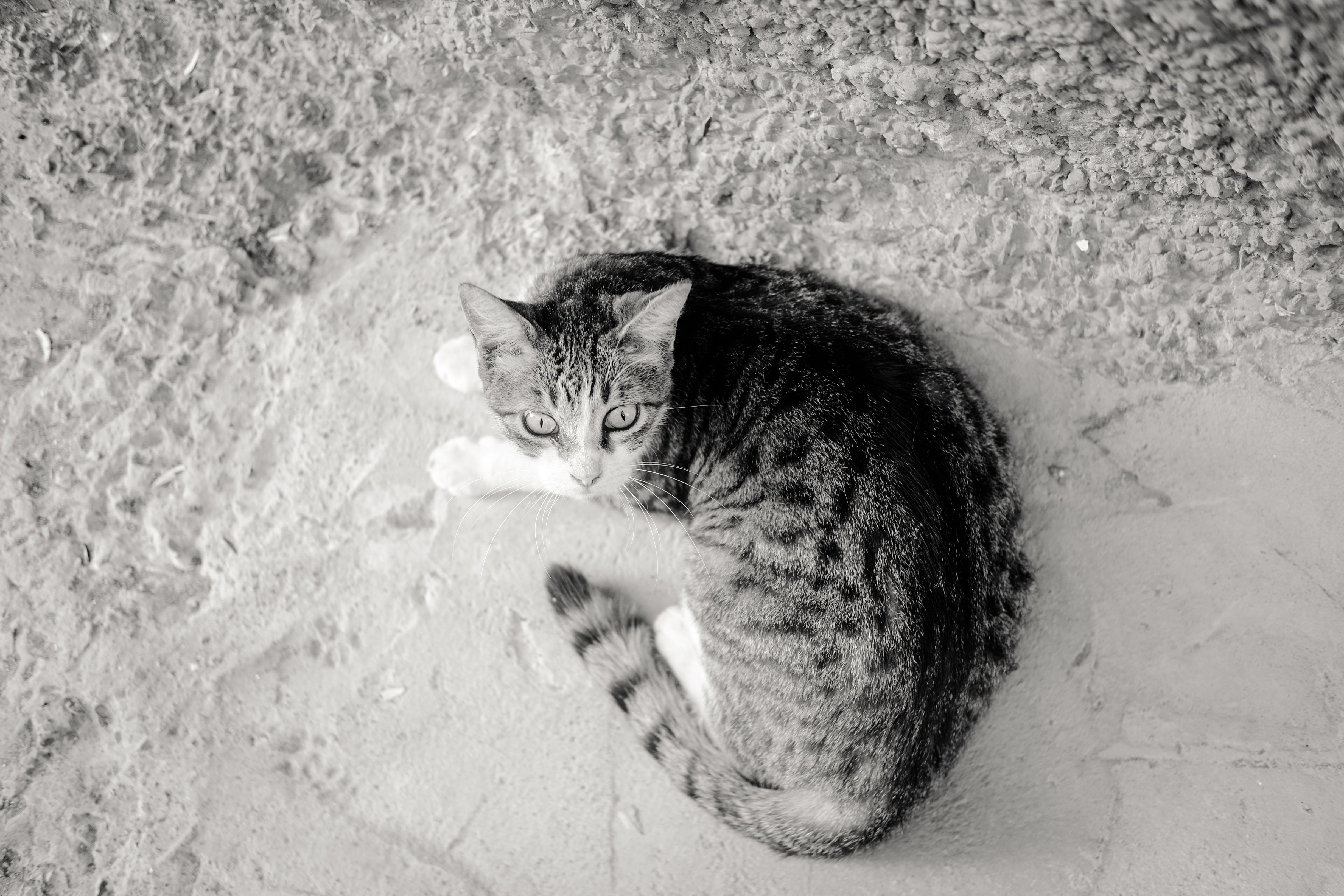 A cat undergoing diagnostic blood testing at a veterinary clinic