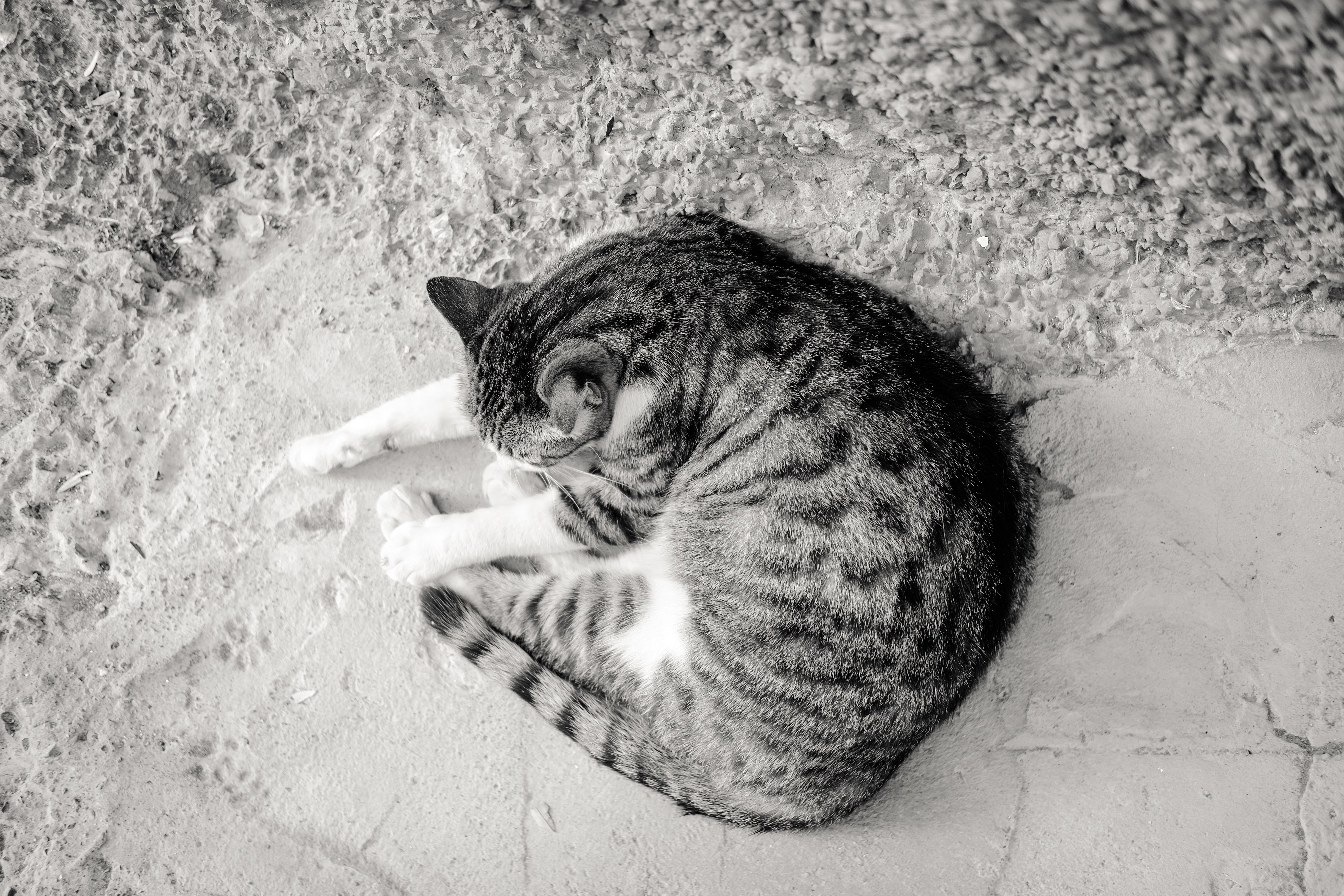 よく寝る姿が説の一つになった猫