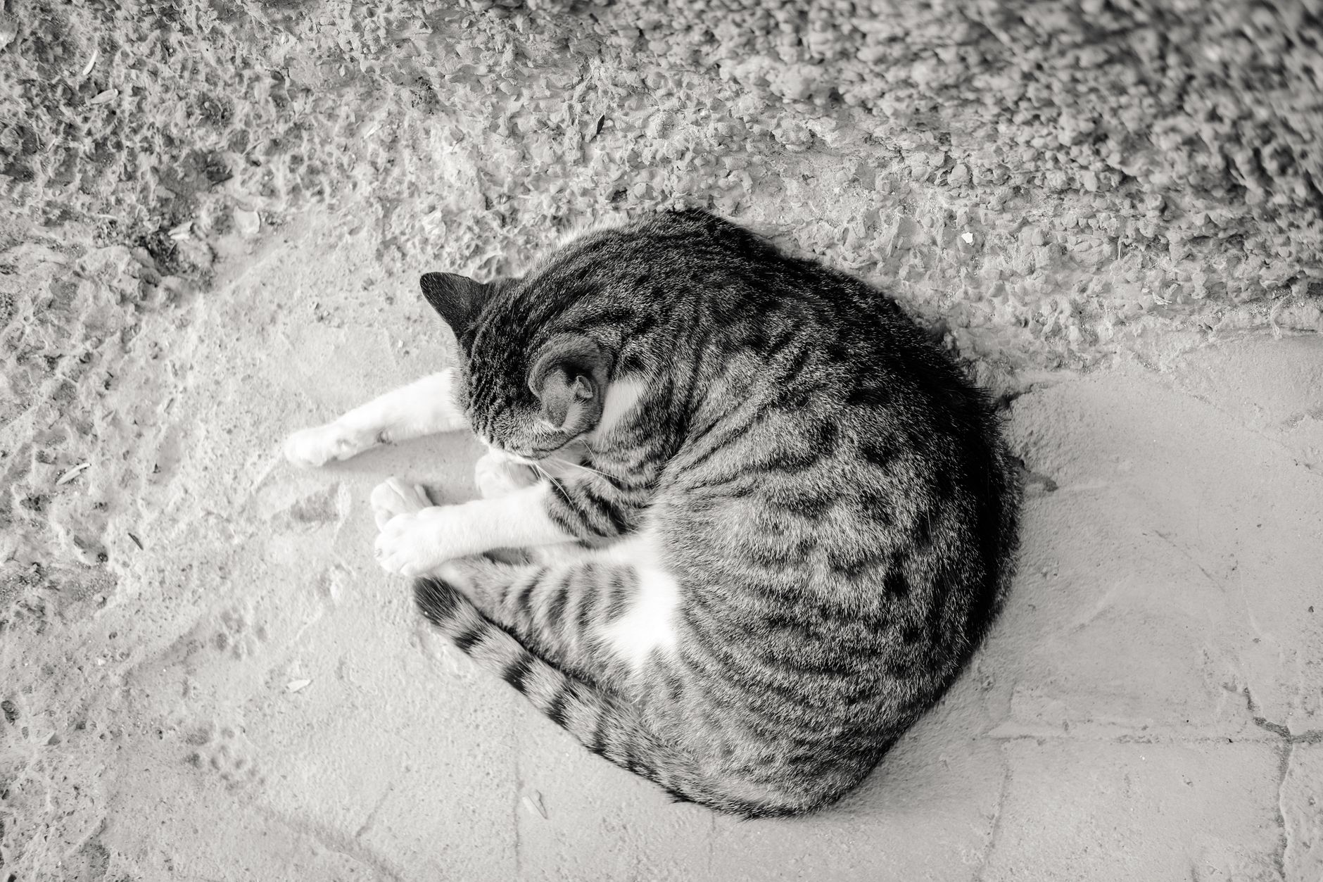 よく寝る姿が説の一つになった猫