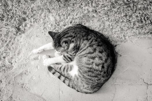A curled-up tabby cat sleeps peacefully on a textured concrete floor.