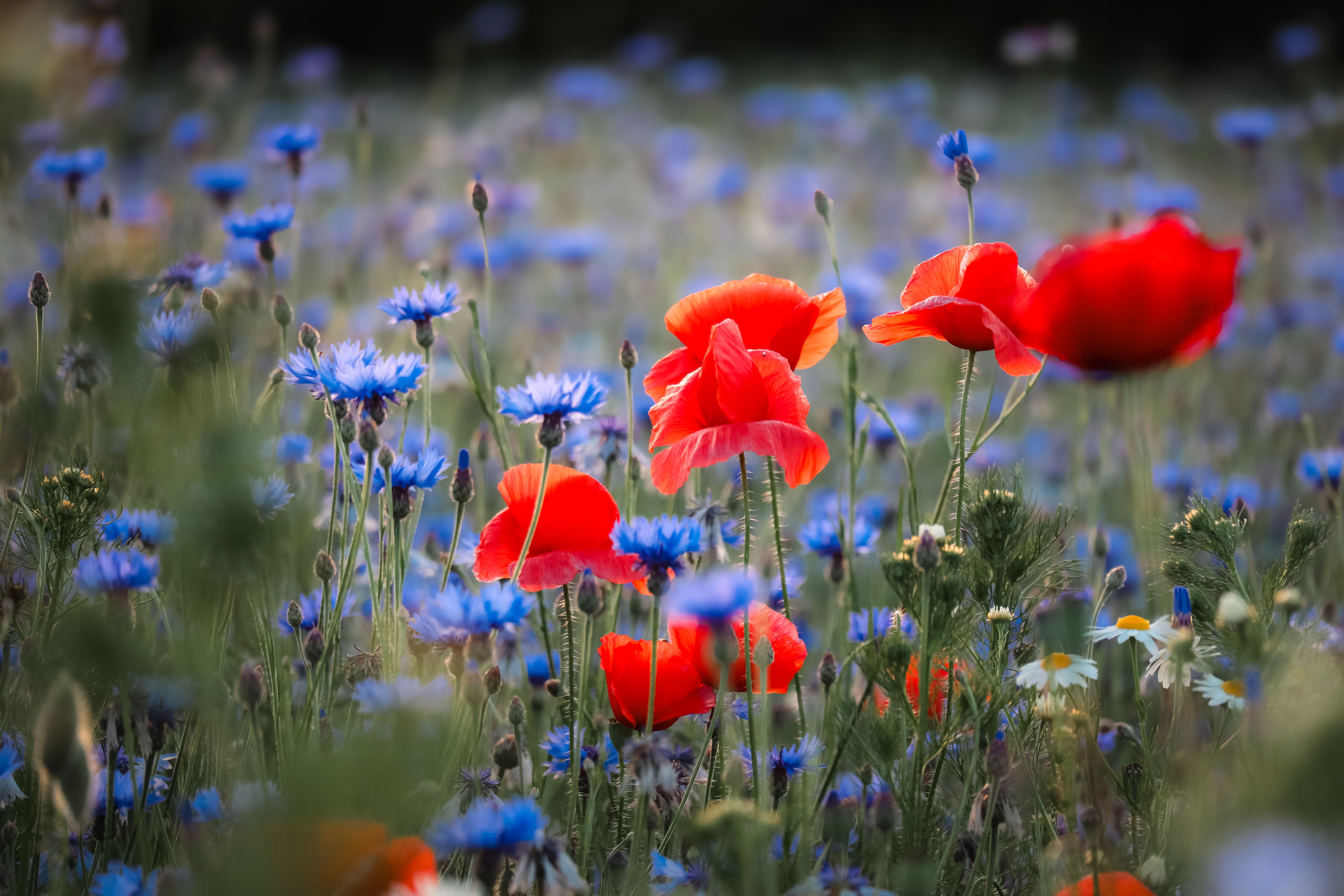 [ColoSach]-stunning-field-of-red-poppies-and-blue-cornflowers-in-full-bloom,-a-colorful-spring-scenery.
