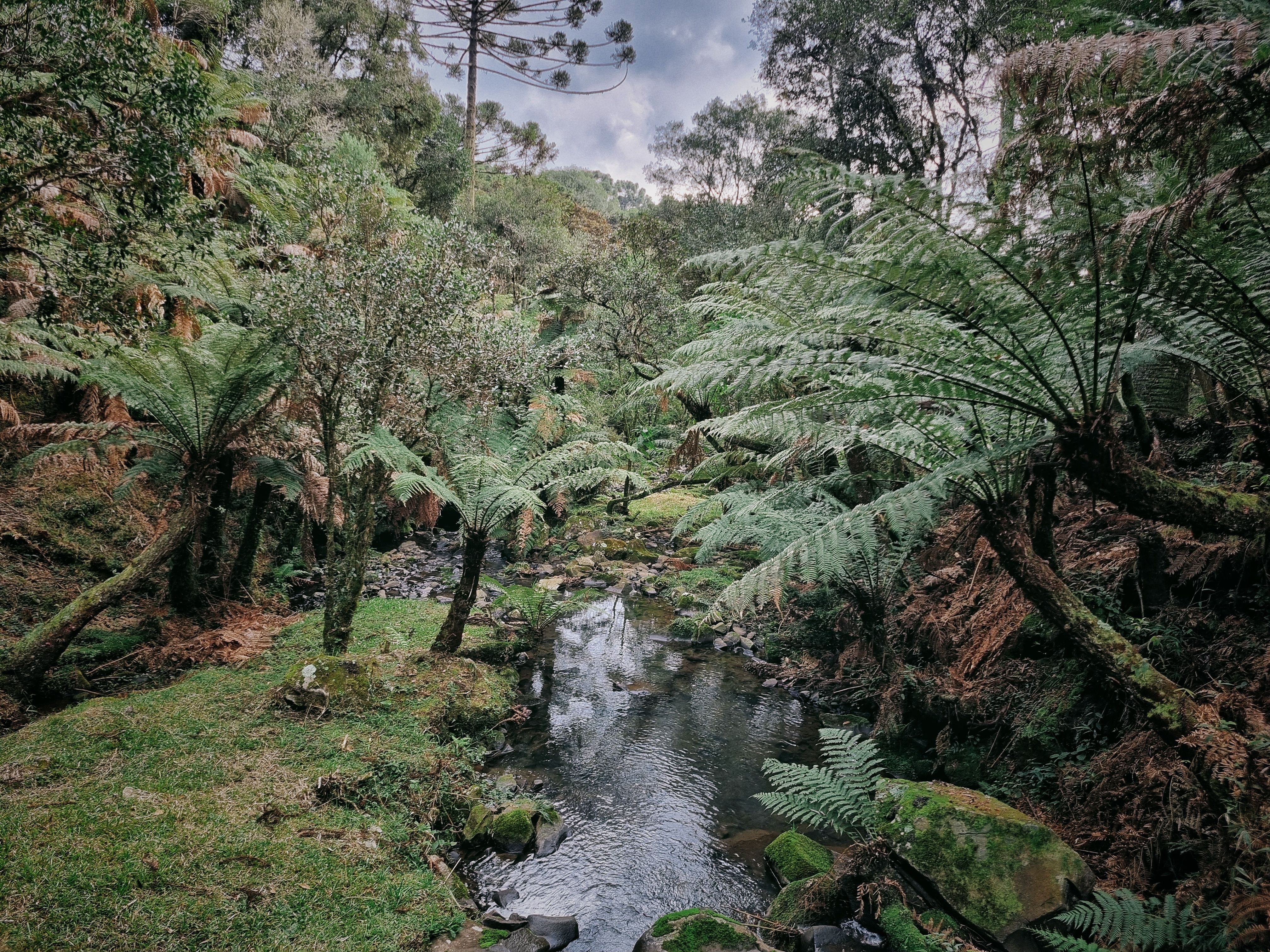Unforgettable 3-Day Manaus Amazon Jungle Adventure Review: Your Ultimate Brazilian Rainforest Experience Review 2026 - Serene forest landscape with ferns and a stream in Urubici, Southern Brazil.