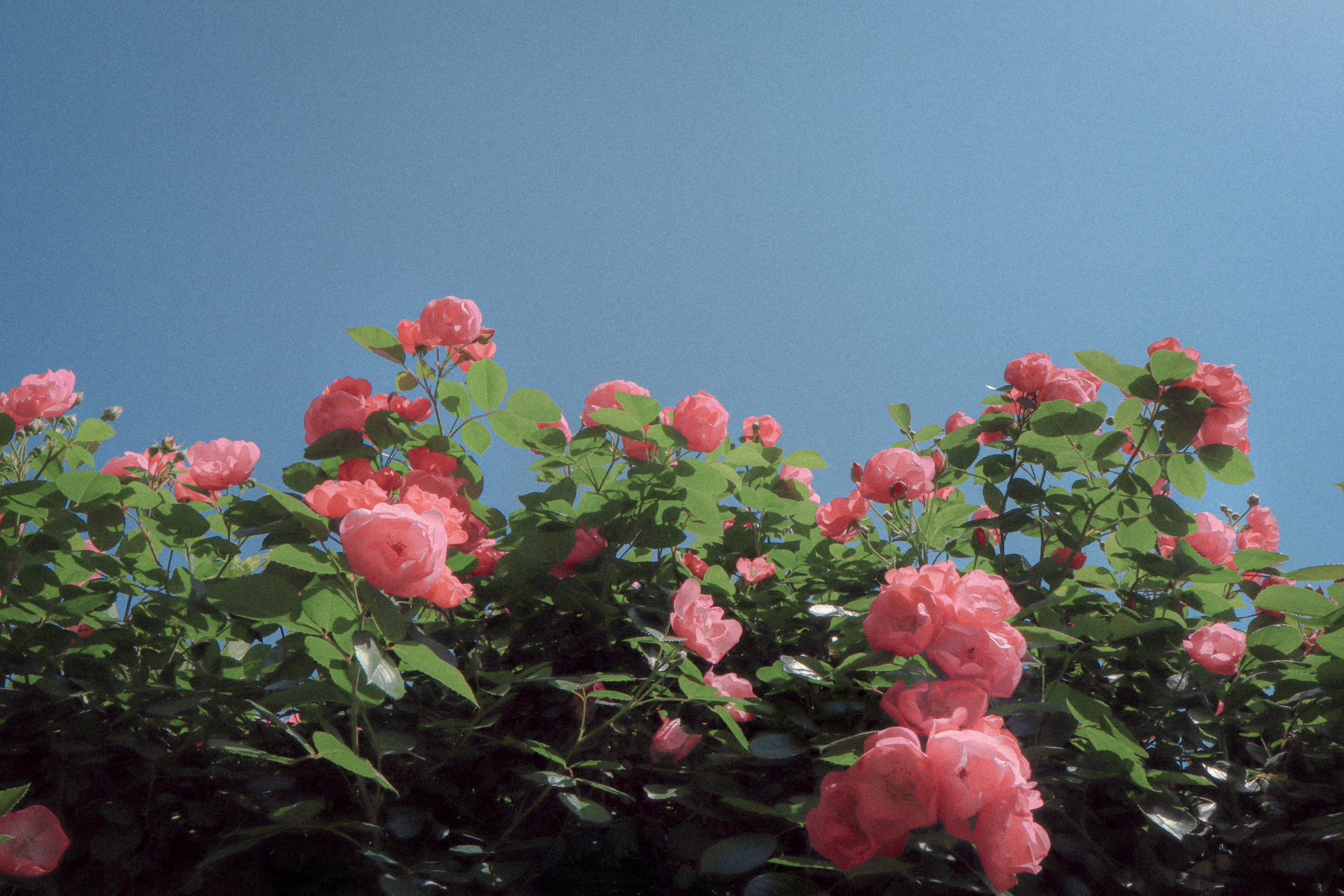 [ColoSach]-beautiful-pink-roses-in-full-bloom-contrasted-against-a-clear-blue-sky,-capturing-the-essence-of-summer.