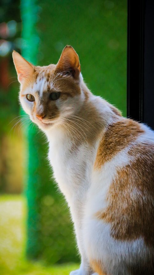 Free A ginger and white cat sits by a sunlit window with a lush green backdrop. Stock Photo