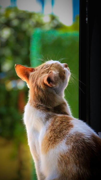 Free A charming calico cat looking out a window with lush greenery outside, captured in Alanya, Türkiye. Stock Photo