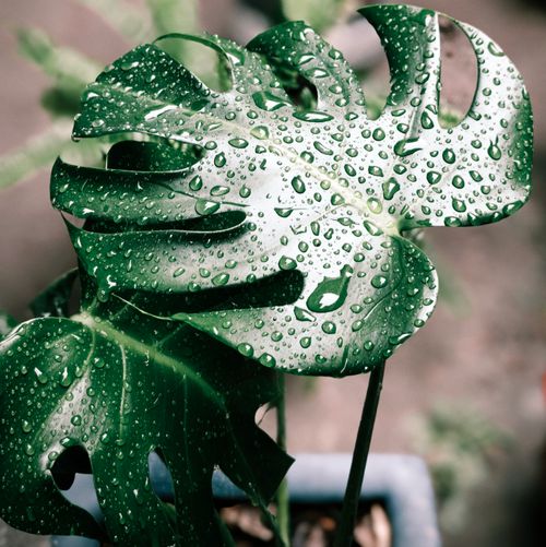 Free Detailed view of a Monstera leaf covered in fresh water droplets, showcasing lush greenery. Stock Photo