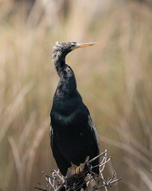 Free Anhinga bird displaying its glossy black plumage while perched on a branch. Perfect for nature-related content. Stock Photo