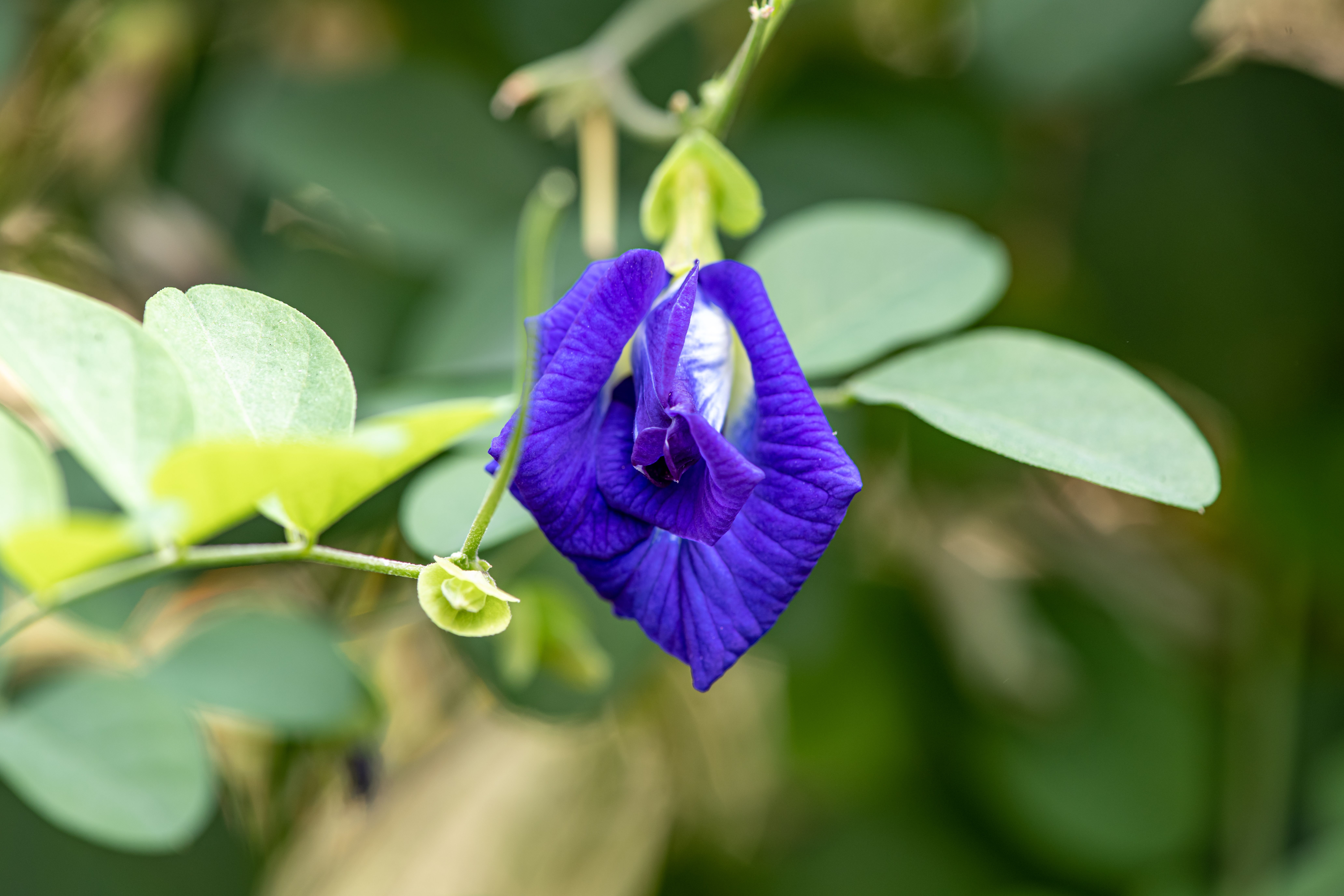 Butterfly Pea Flower Botanical Photo