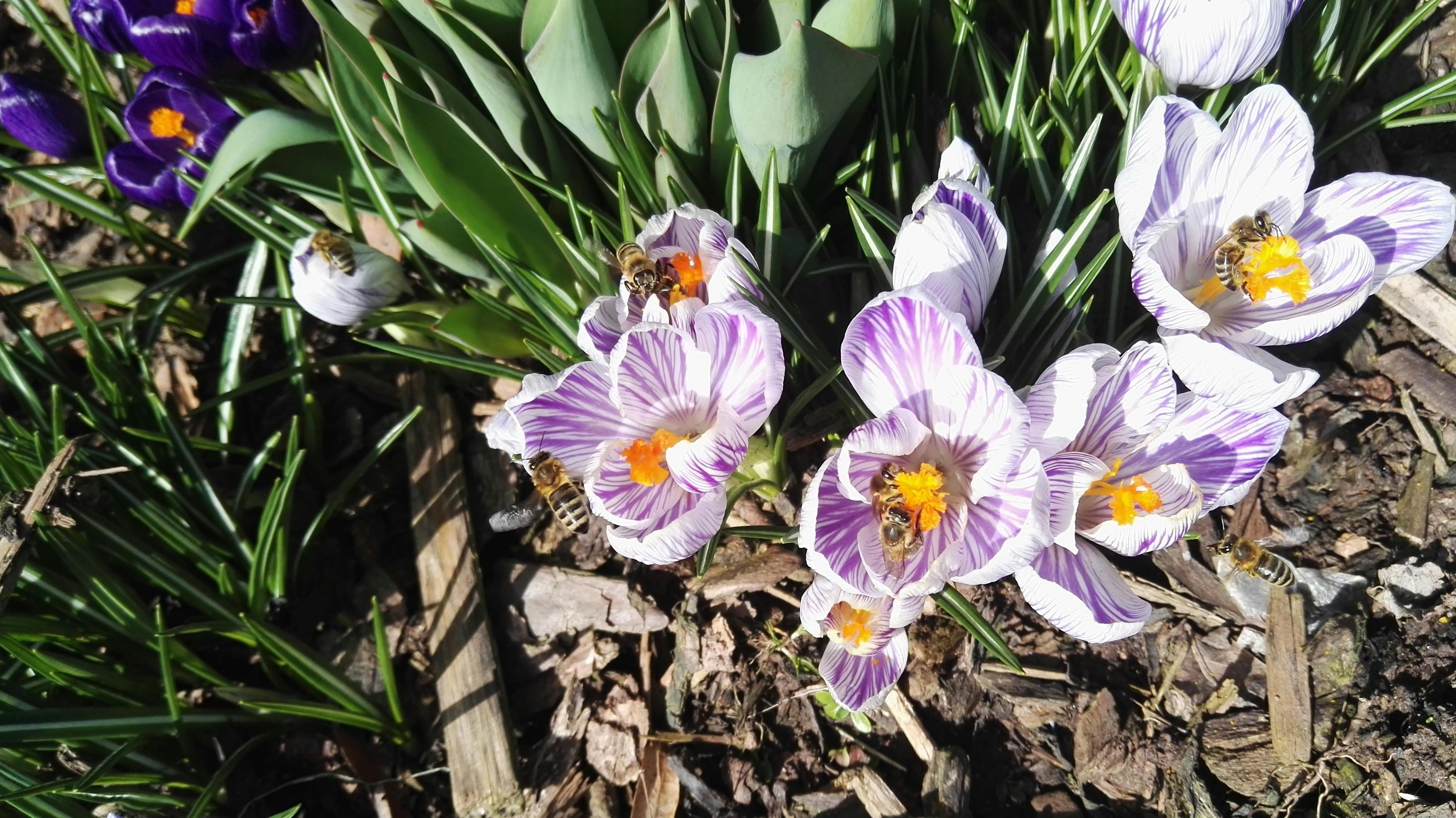Free stock photo of purple and white, purple flowers, white flowers