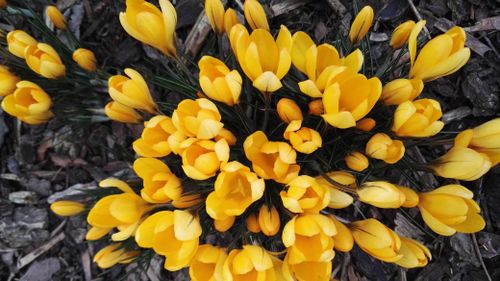 Free Close-up of vibrant yellow crocuses blooming in early spring, showcasing nature's beauty. Stock Photo