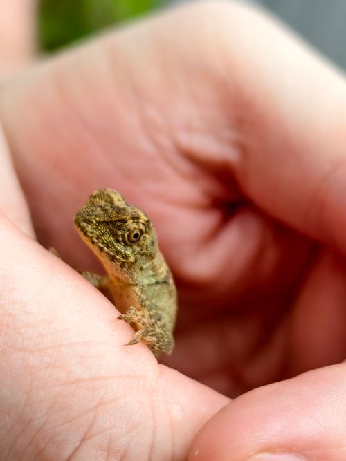 Free A detailed close-up of a small gecko being gently held in human hands, captured in Vietnam. Stock Photo