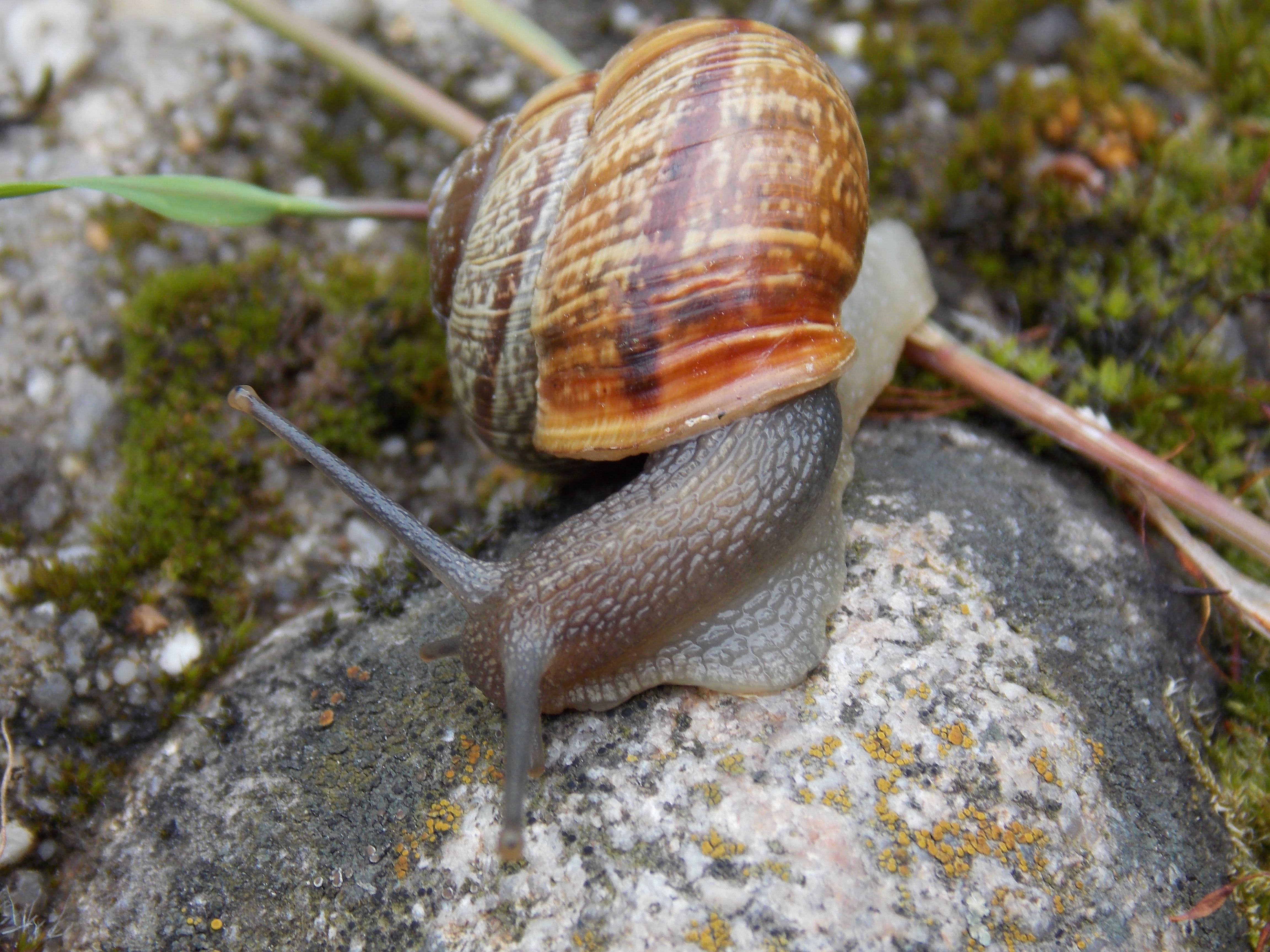Close-up shot of a garden snail with a detailed shell pattern on a rock surface with moss.