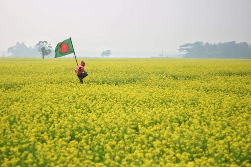 Free Person stands in a vibrant mustard field holding the Bangladesh flag, symbolizing national pride. Stock Photo