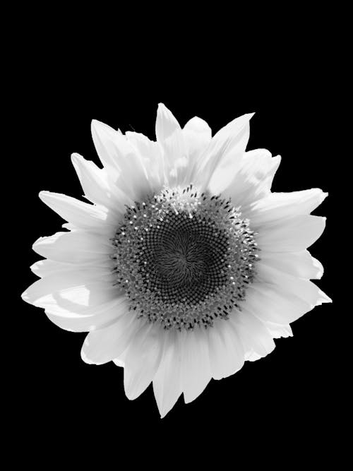 Black and White Photo of a Flower