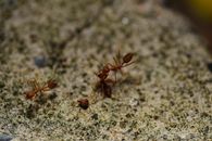 Close-up image of red ants interacting on a textured surface, showcasing their detail and environment.