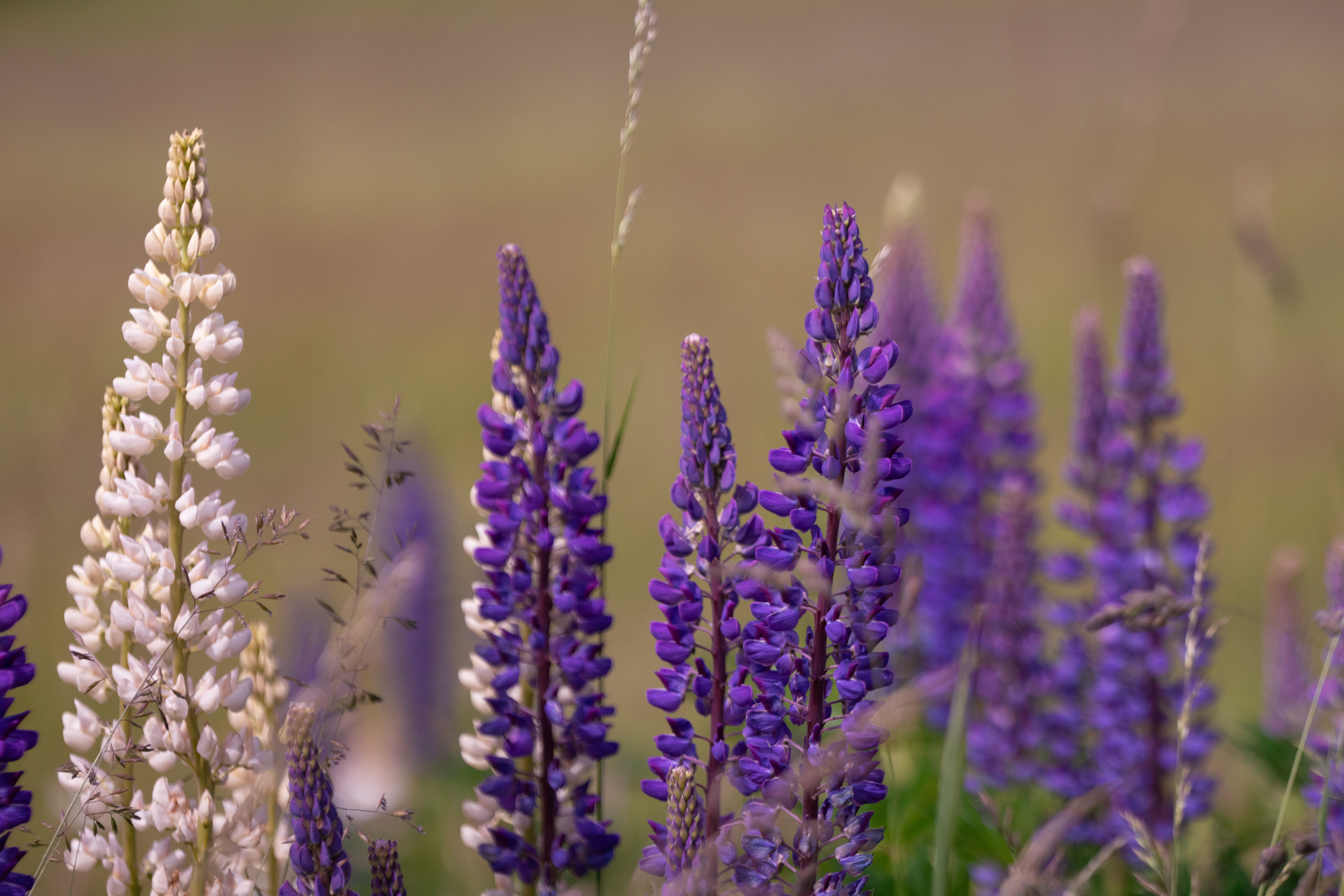 Farine de lupin : bienfaits, goût et utilisation - Précautions à prendre avec la farine de lupin