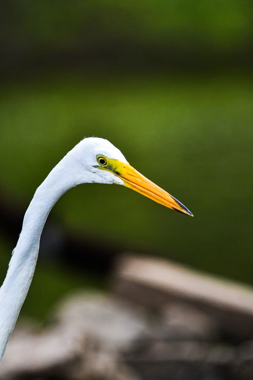 Free A striking close-up of a Great Egret's head, showcasing its vibrant beak against a lush green background. Stock Photo