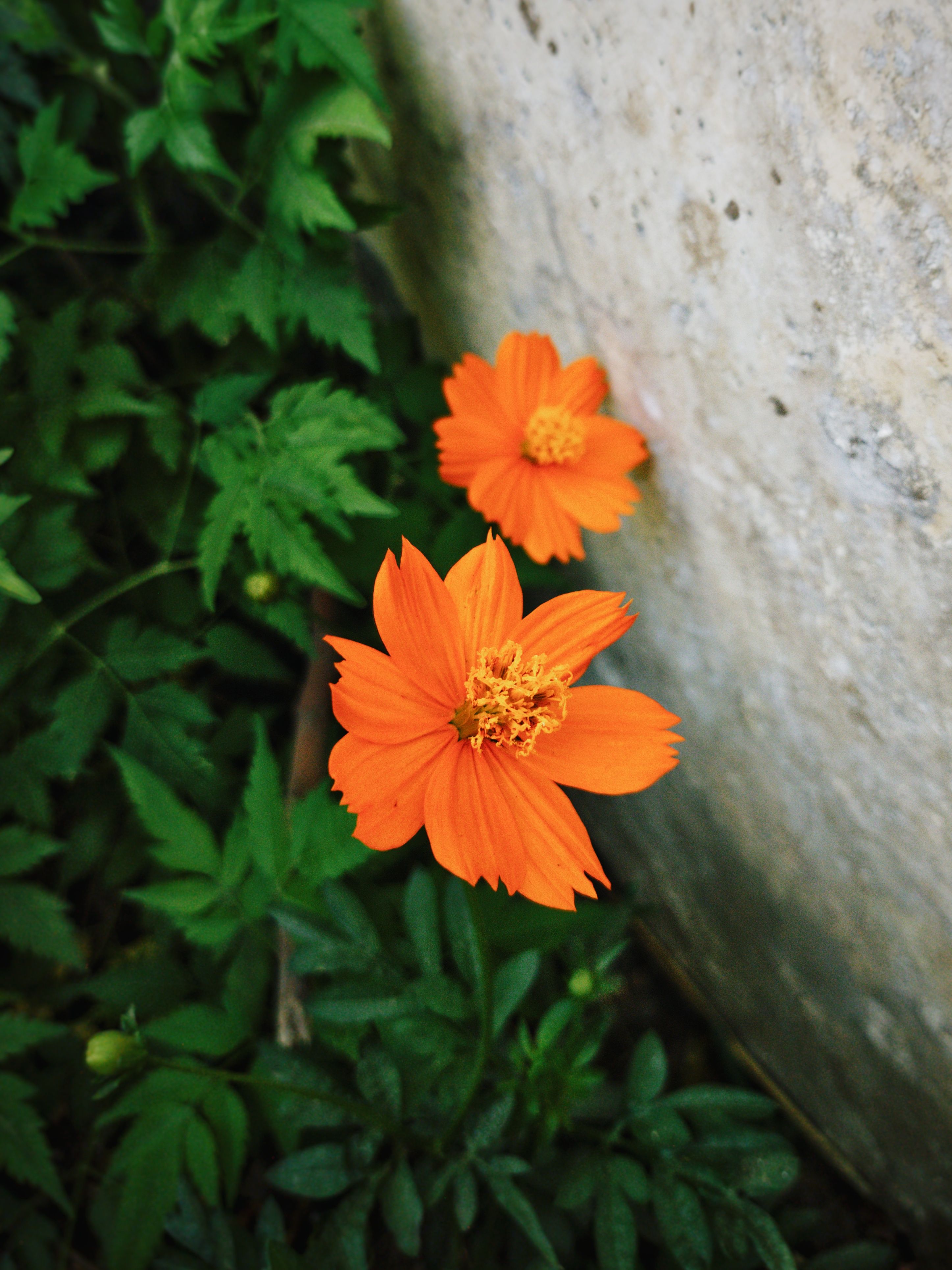 [ColoSach]-vibrant-orange-cosmos-flowers-blooming-against-a-textured-stone-wall-in-jalandhar,-india.