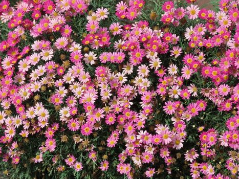 A lush display of vibrant pink marguerite daisies in full bloom, capturing the essence of spring.