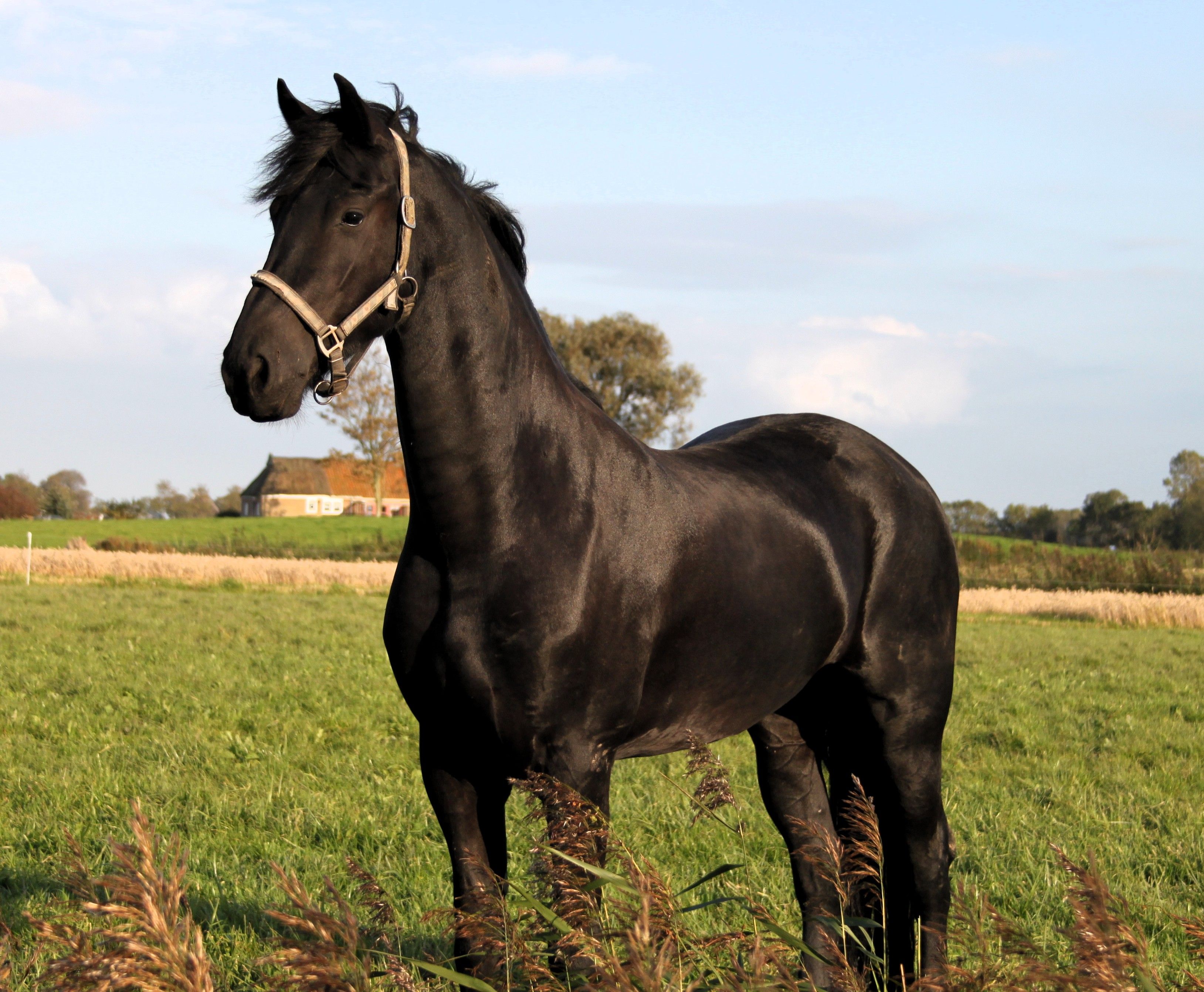 A stunning black horse stands gracefully in a green pasture under a clear blue sky.