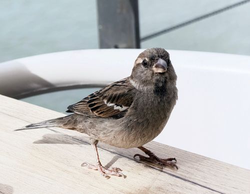 Free Intimate portrait of a house sparrow perched on a wooden surface, showcasing intricate feather details and bright eyes. Stock Photo
