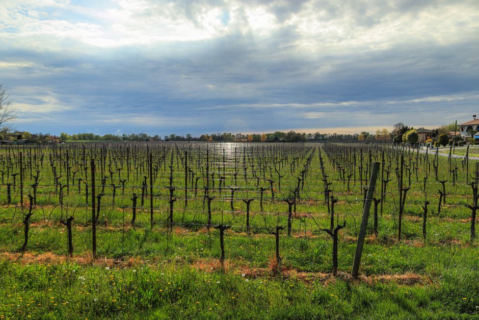 Expansive vineyard with rows of grapevines under a cloudy sky, offering a serene rural view.