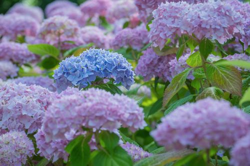 Free A lush cluster of pink and blue hydrangeas in full bloom during summer. Stock Photo