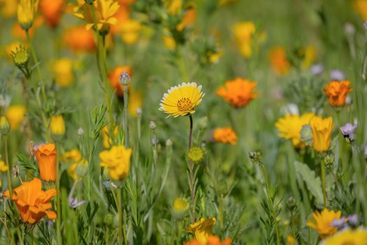 A colorful meadow filled with blooming wildflowers under the warm daylight.