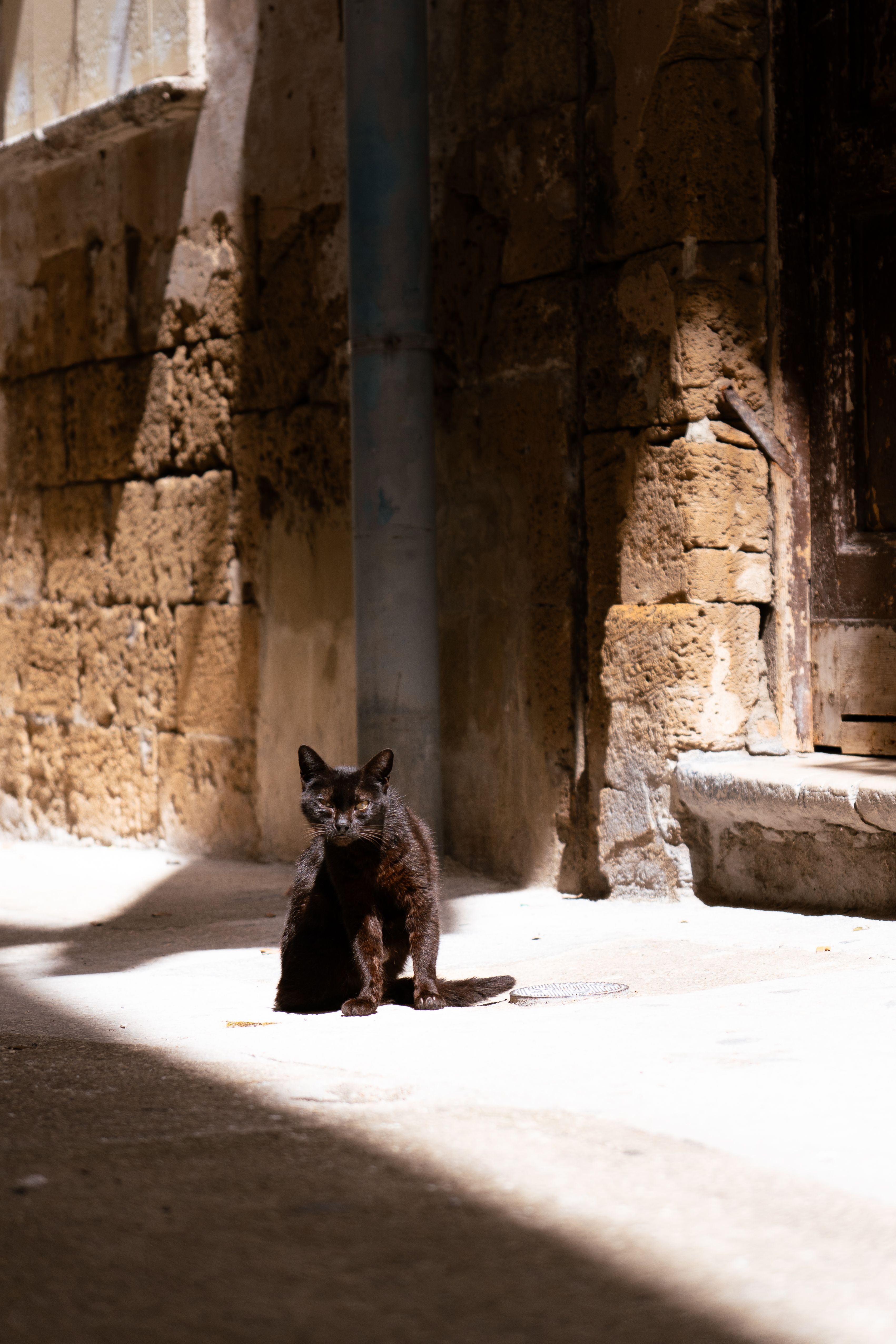 Why Senior Pets Need Regular Blood Tests