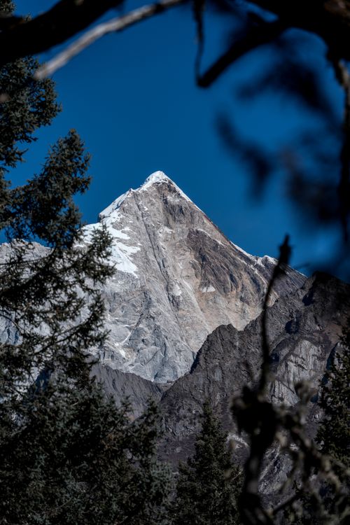 Free Elegant view of a snow-capped mountain peak framed by evergreen trees under a clear blue sky. Stock Photo