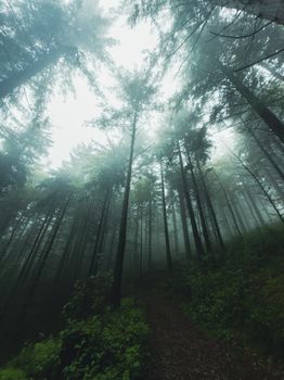 Serene misty forest path in the Black Forest, Germany during twilight.