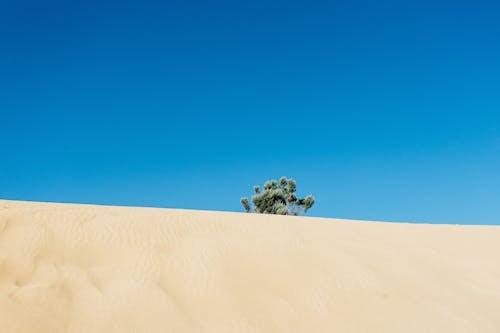 Free Green Leafed Tree in the Middle of Desert Stock Photo