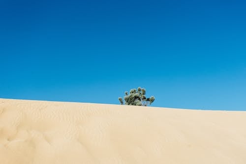 Základová fotografie zdarma na téma denní světlo, dobrodružství, duna