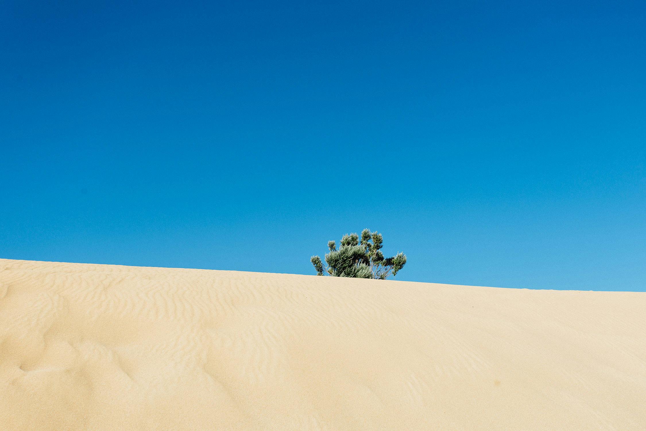 撒哈拉沙漠开始长树了？18亿棵树，正在蚕食它的边境_地区
