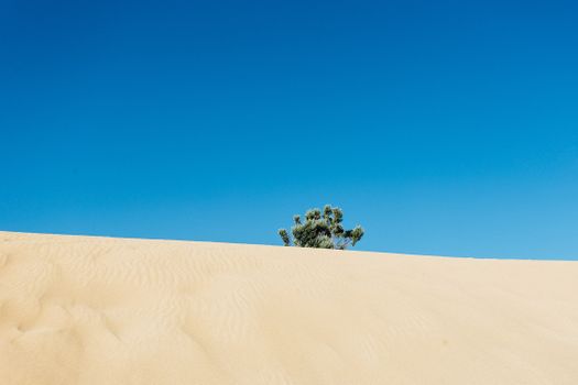 蔚蓝的天空下，沙丘绵延的宁静沙漠场景捕捉到了大自然简约的本质