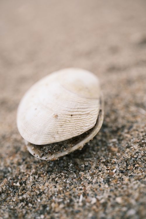Free Detailed macro shot of a seashell resting on sand, capturing natural texture. Stock Photo