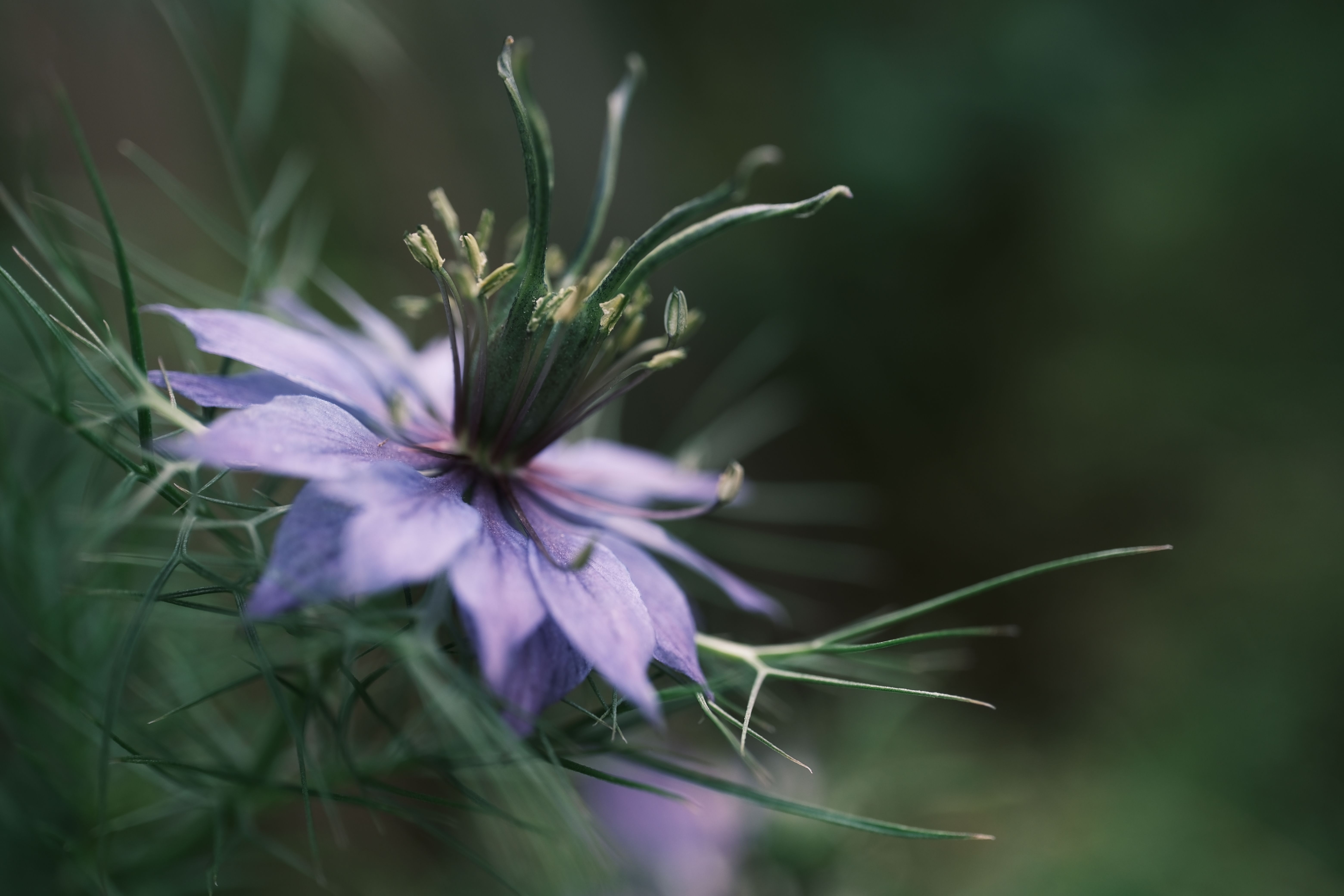 Detailed macro photograph of a Nigella damascena flower with delicate petals and vibrant colors. - Evidence evidence guide for black cumin skin elasticity randomized trial