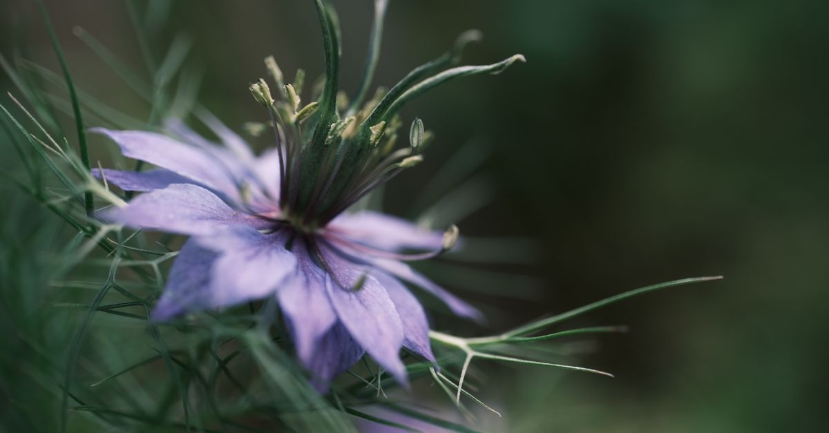 Detailed macro photograph of a Nigella damascena flower with delicate petals and vibrant colors. - Evidence evidence guide for black cumin skin elasticity randomized trial
