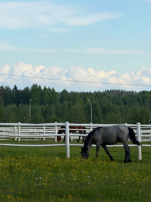 Free Peaceful countryside setting with horses grazing in a verdant pasture surrounded by white fencing and lush greenery. Stock Photo