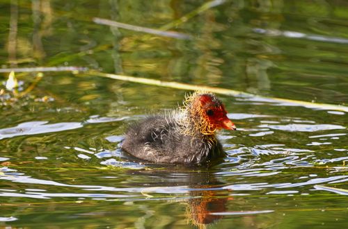 Free A fluffy common coot chick swimming on a peaceful lake surrounded by green reflections. Stock Photo