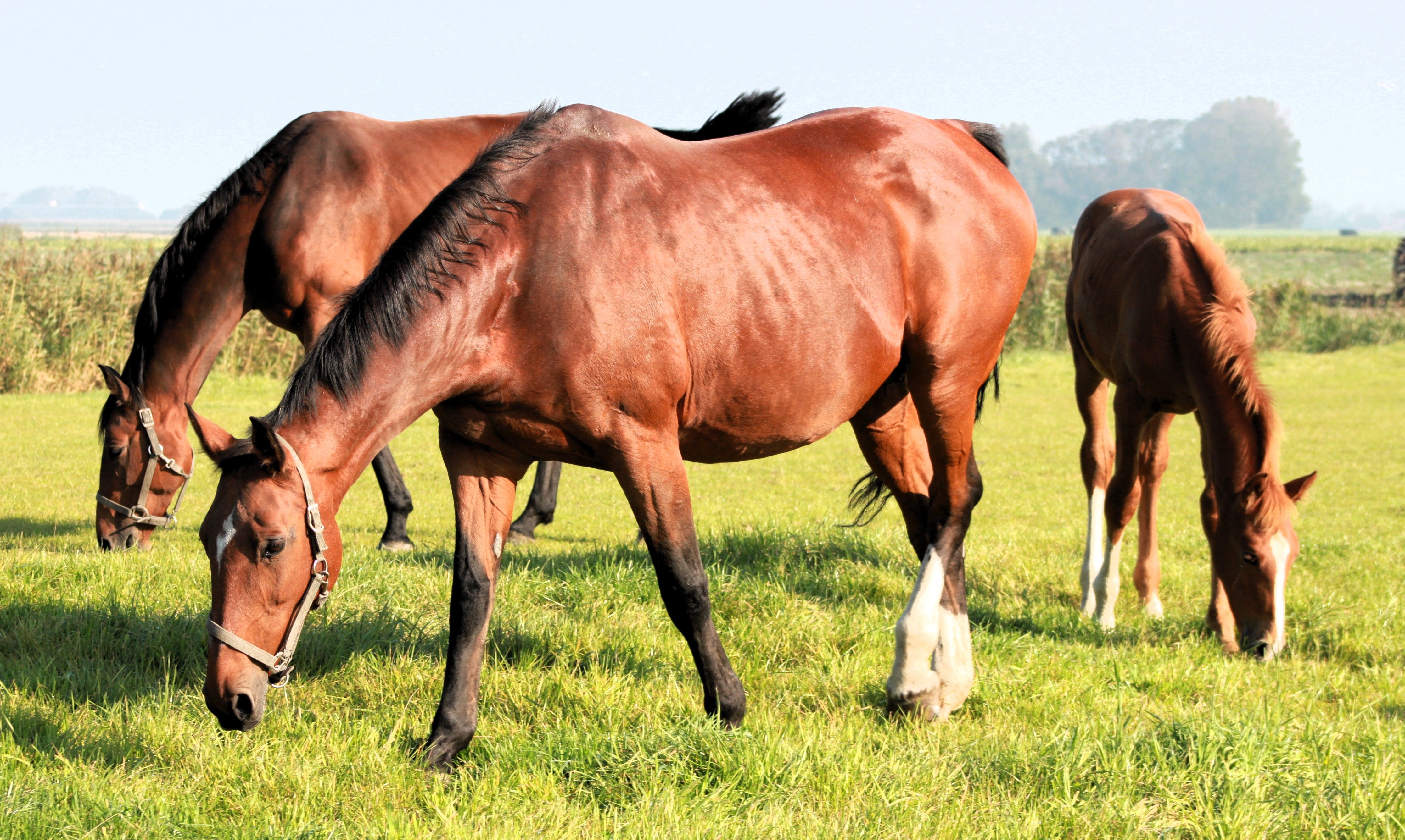 Peaceful Horses Grazing in a Sunlit Pasture · Free Stock Photo