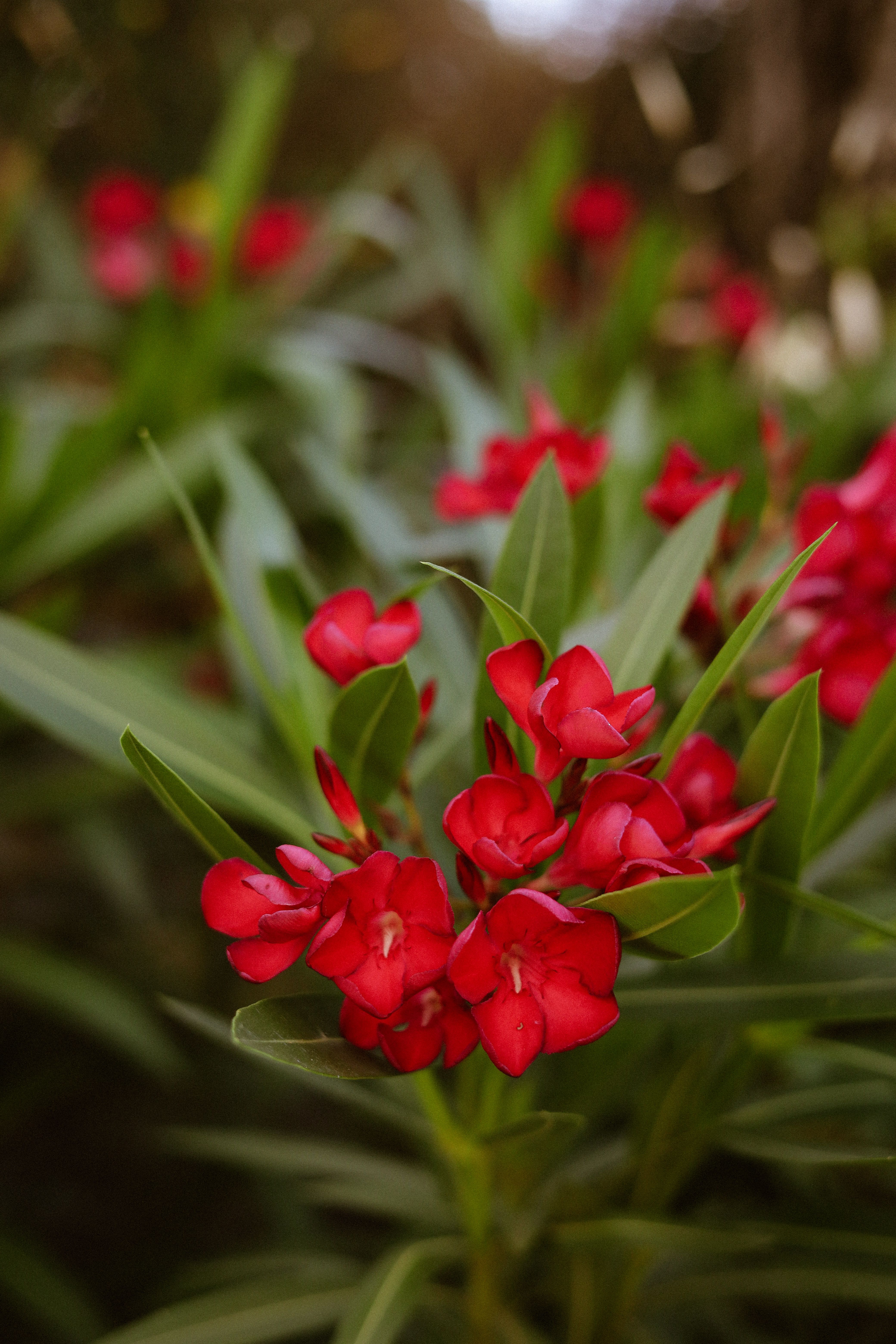 [ColoSach]-a-detailed-close-up-of-red-oleander-blossoms-with-green-foliage,-captured-outdoors-in-italy-during-summer.