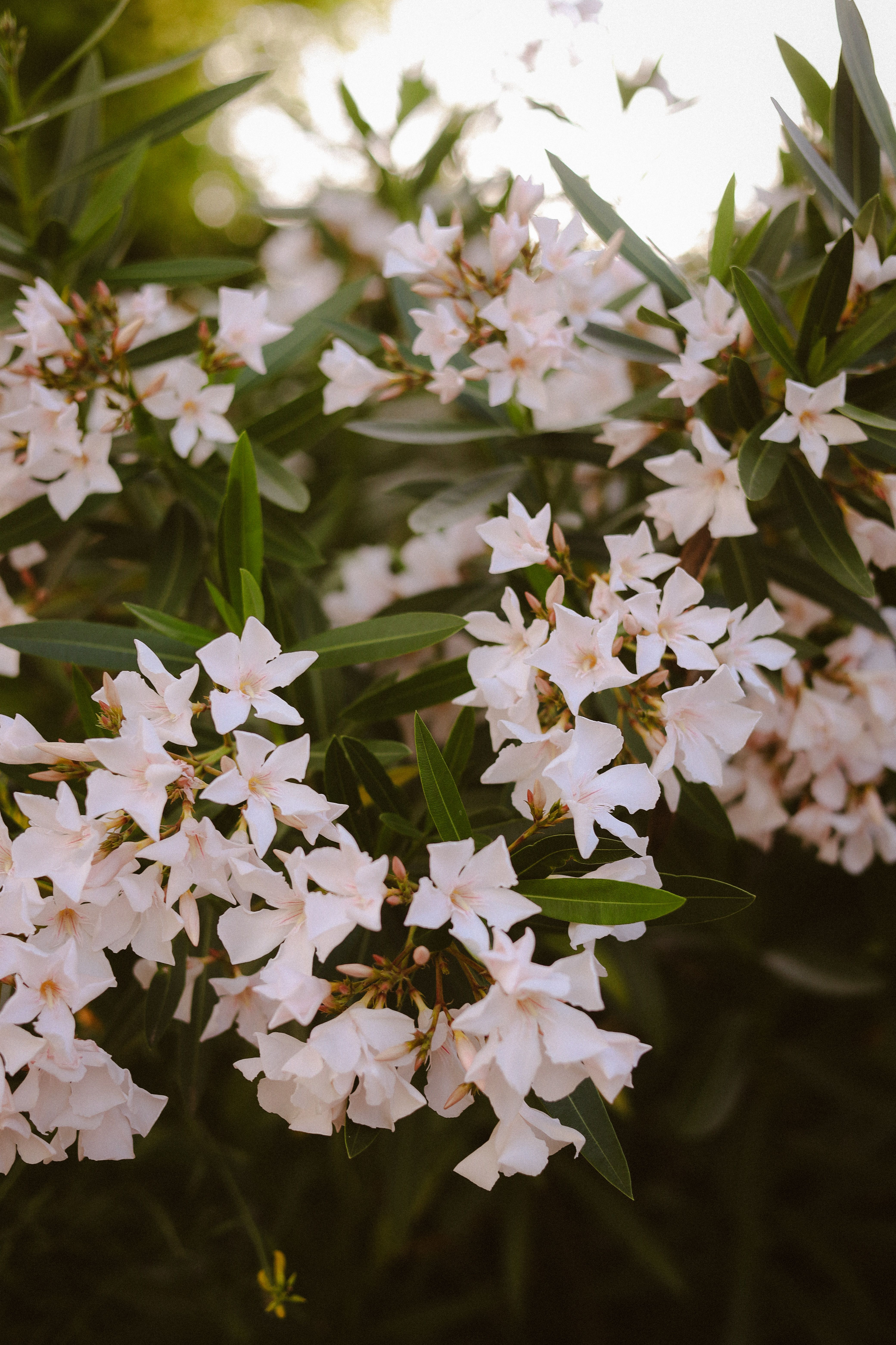 [ColoSach]-delicate-white-oleander-flowers-bloom-vibrantly-in-an-italian-garden,-showcasing-nature's-beauty.