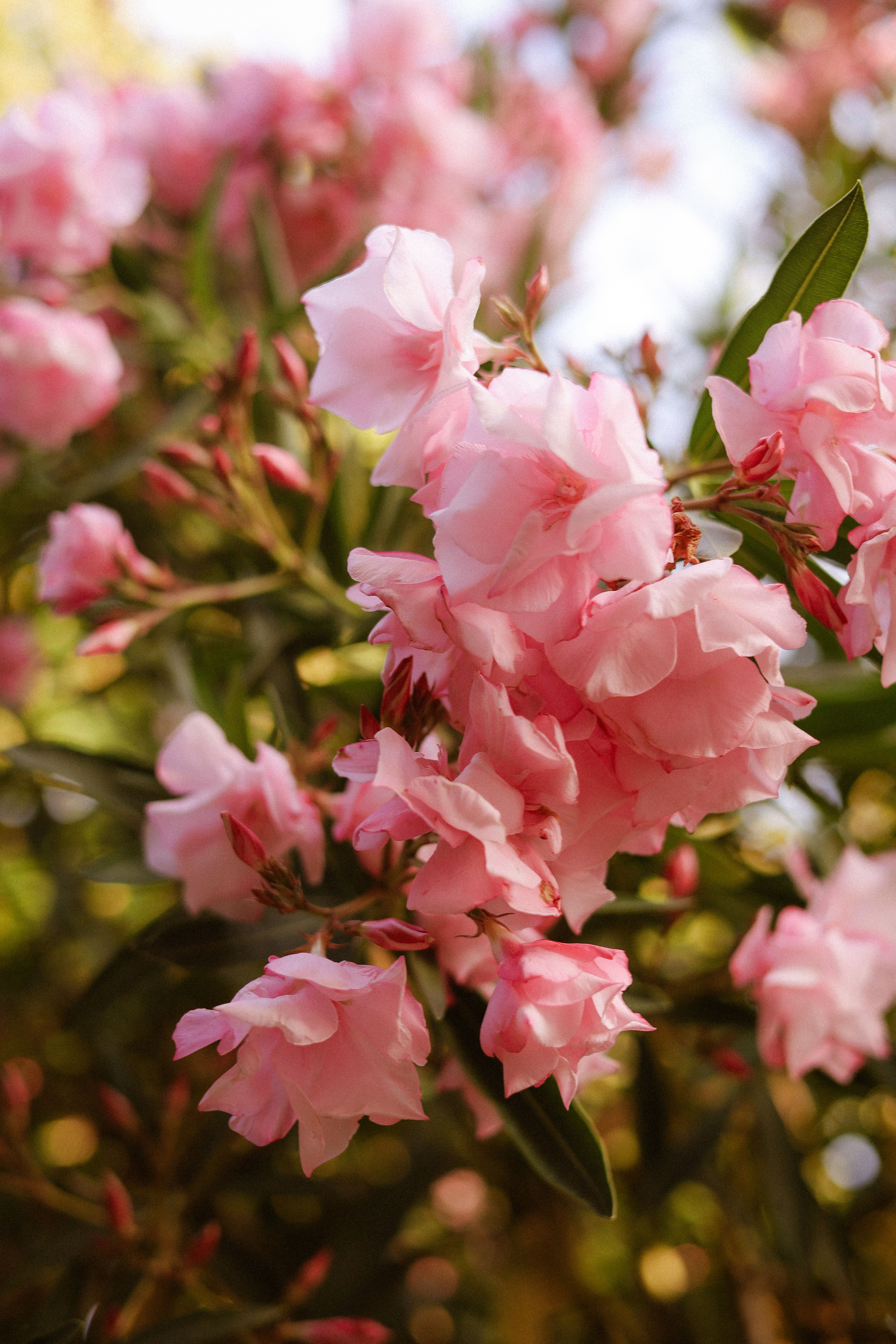 [ColoSach]-vibrant-pink-oleander-flowers-in-full-bloom-during-summer-in-italy,-showcasing-natural-beauty.