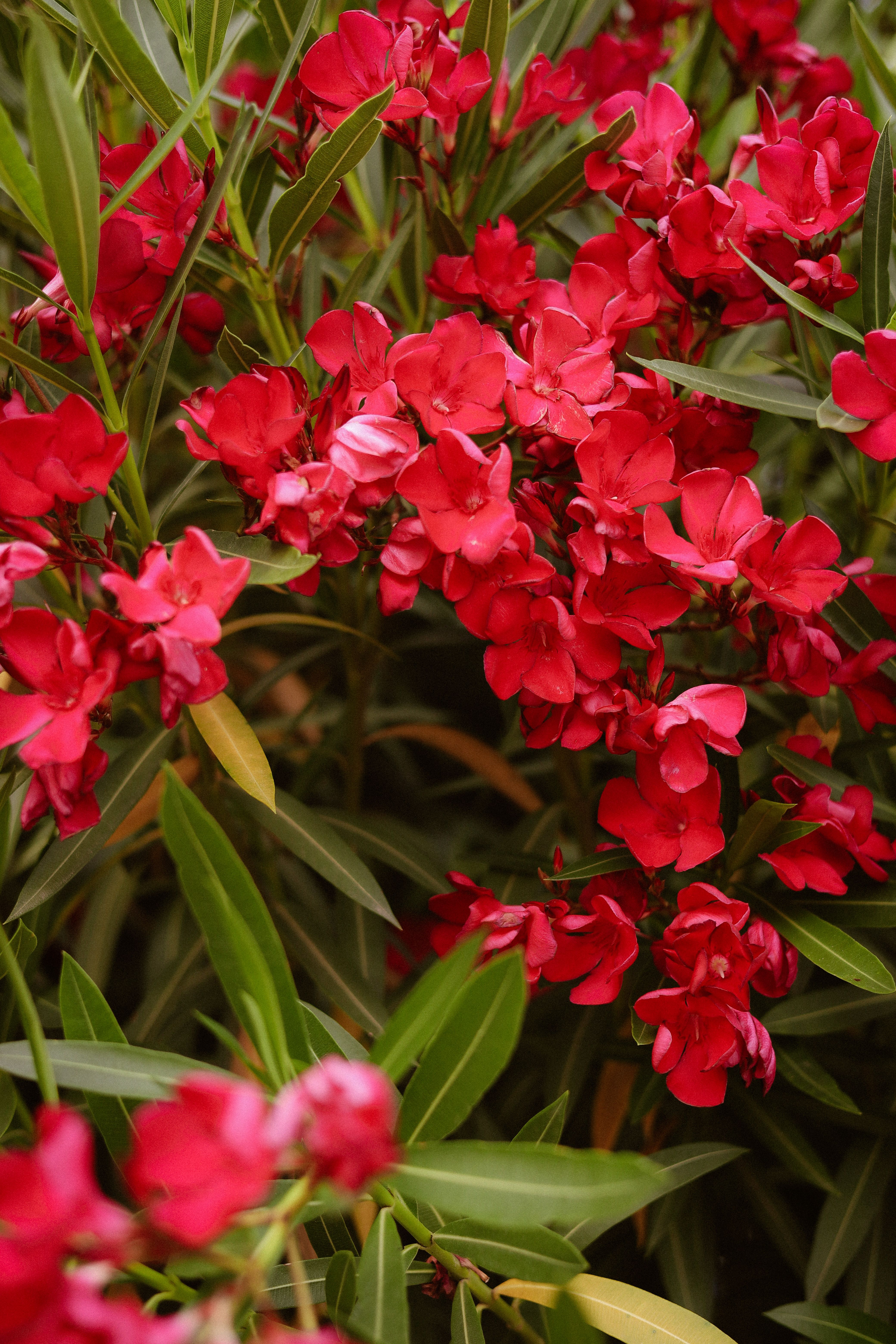 [ColoSach]-close-up-of-bright-red-oleander-flowers-amidst-lush-green-leaves-in-natural-sunlight.