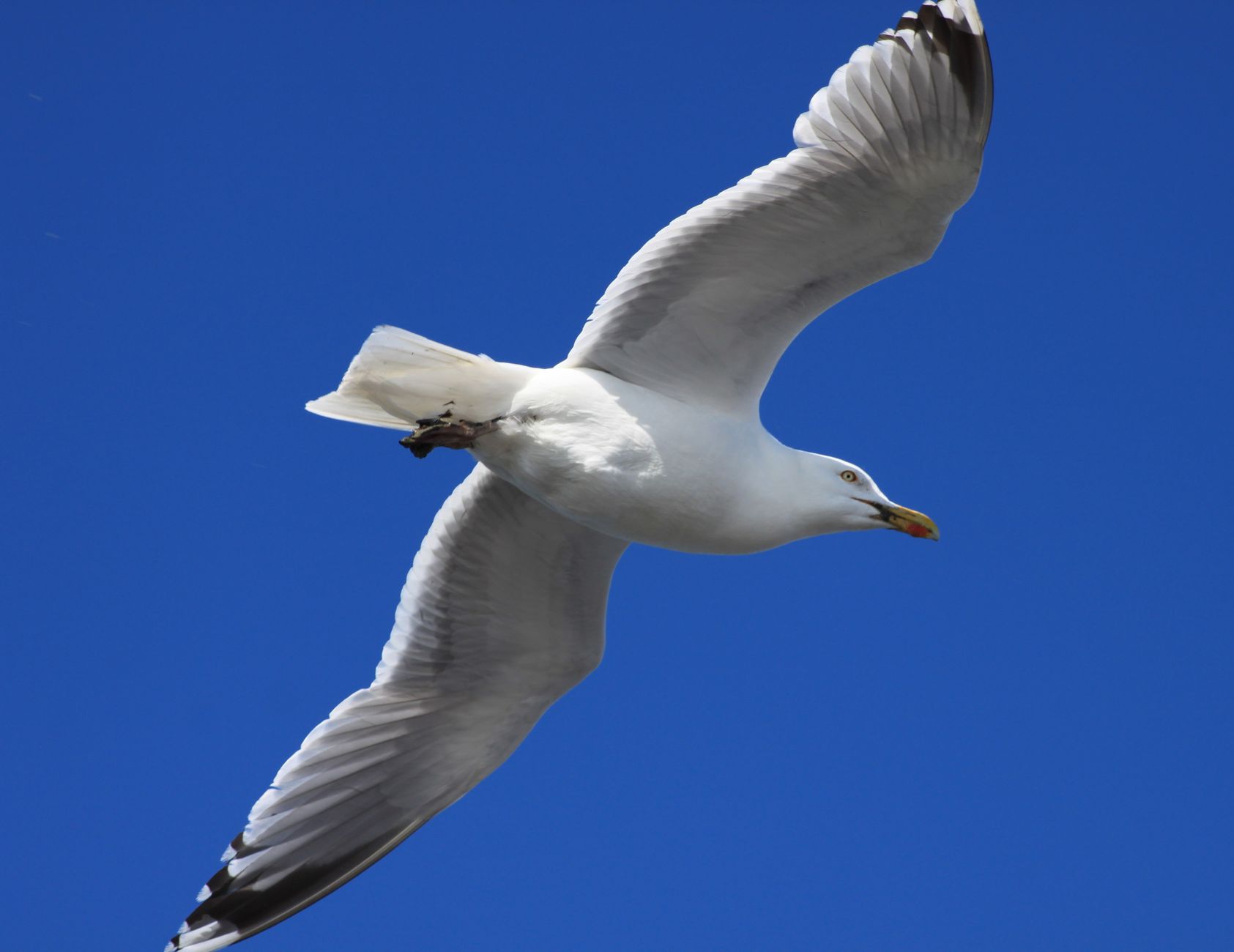 A seagull soars gracefully with wings extended against a clear blue sky, demonstrating freedom and beauty.