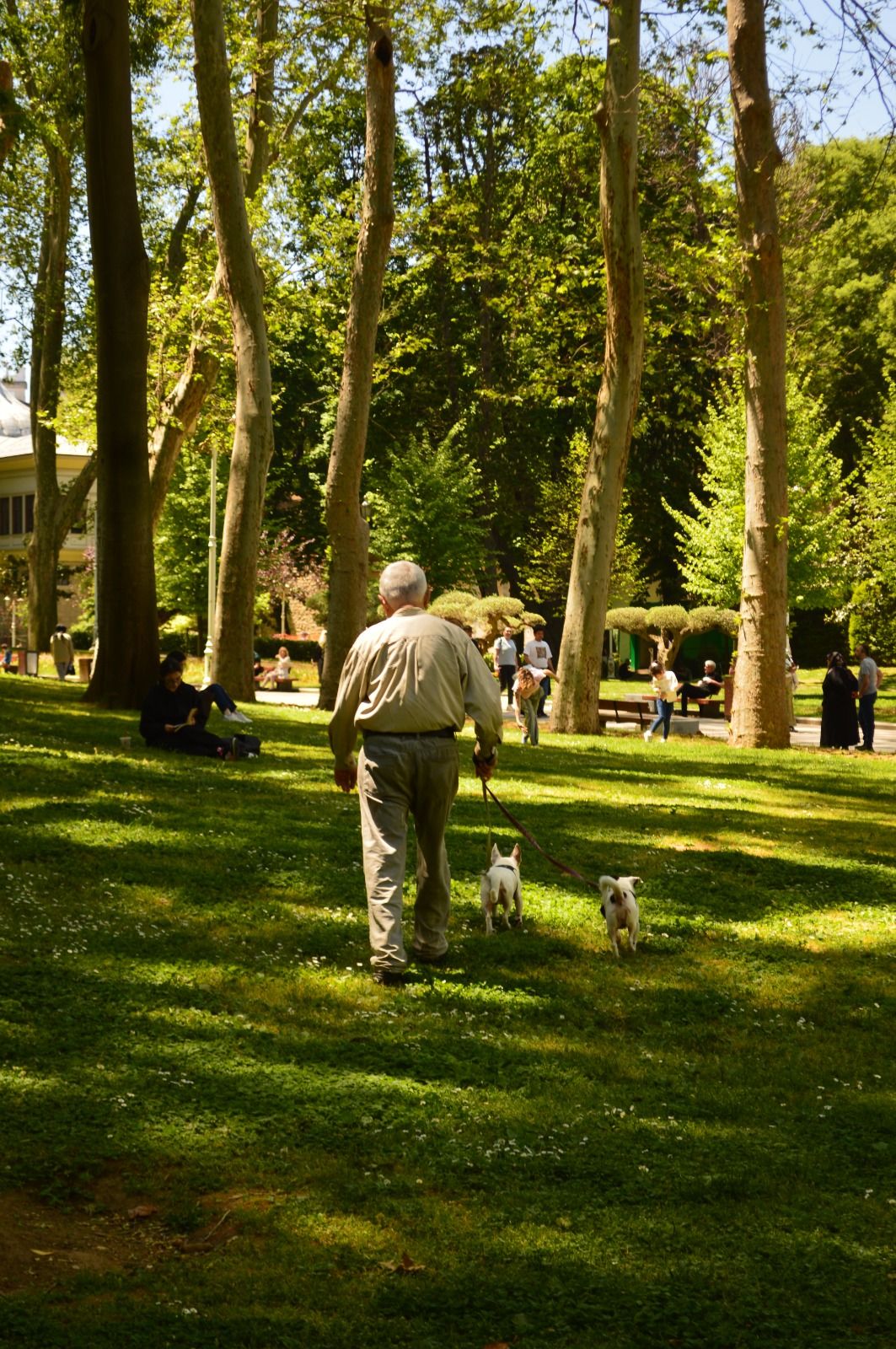Senior dogs walking comfortably in a park, a common reason owners buy CBD oil for dogs